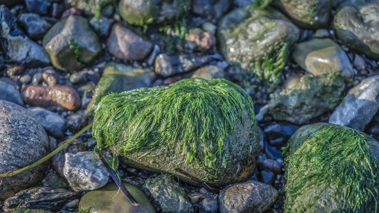 sustainable energy from algae