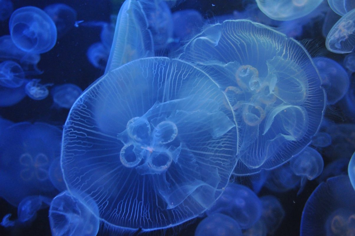 sustainable energy from jellyfish protein